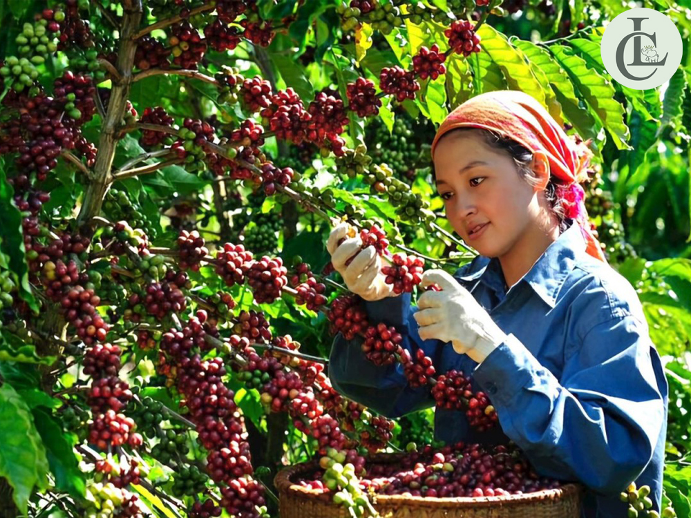 Các loại cà phê Các loại cà phê