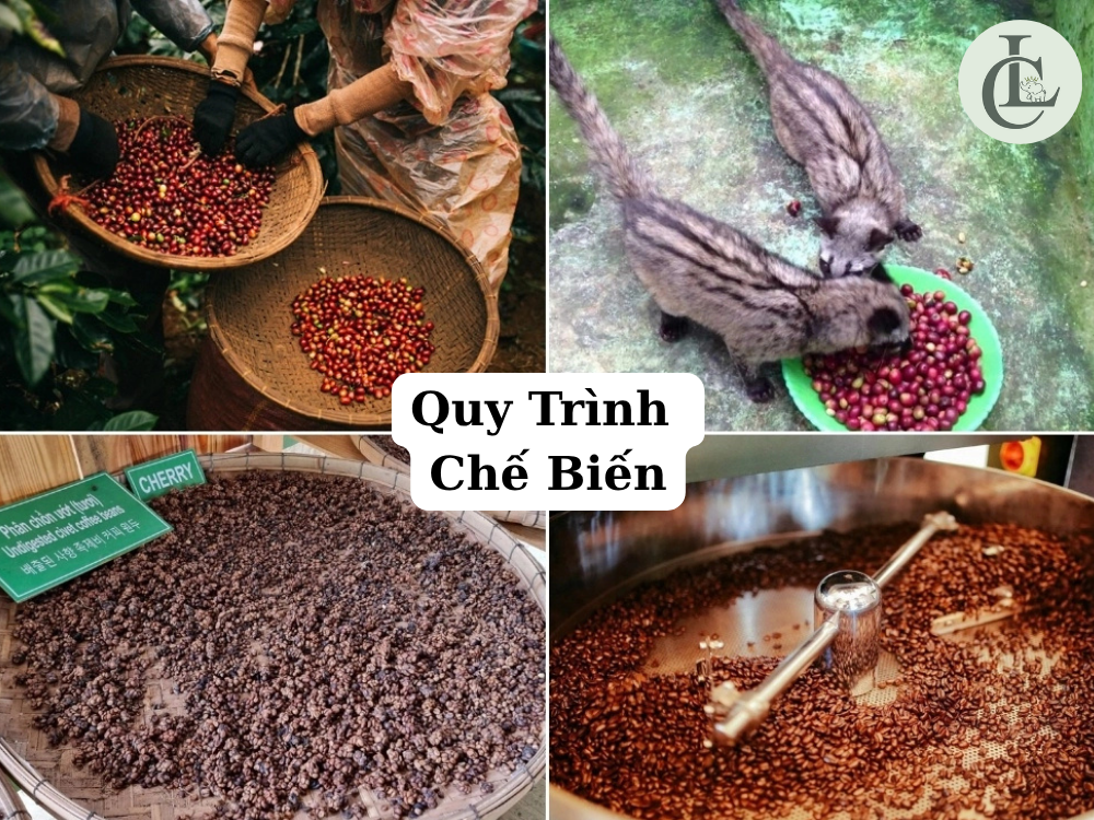 Cafe Chồn