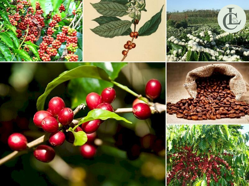 uống cà phê bị mệt phải làm sao